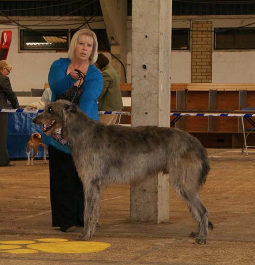 3rd open dog